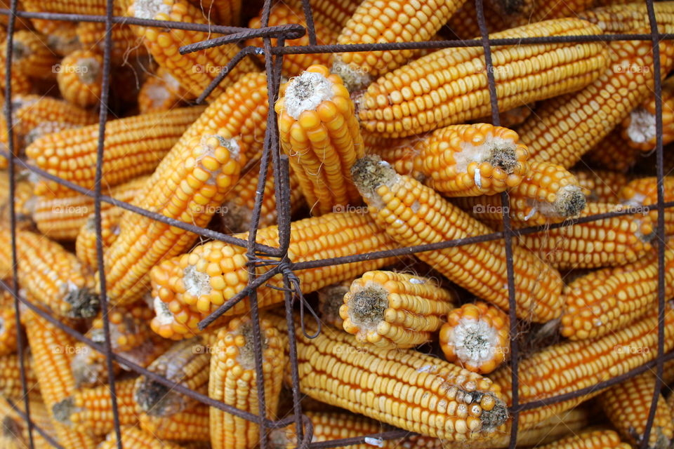 Yellow corn in columns