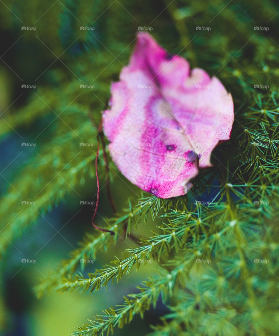 Pink leaf on Ferns