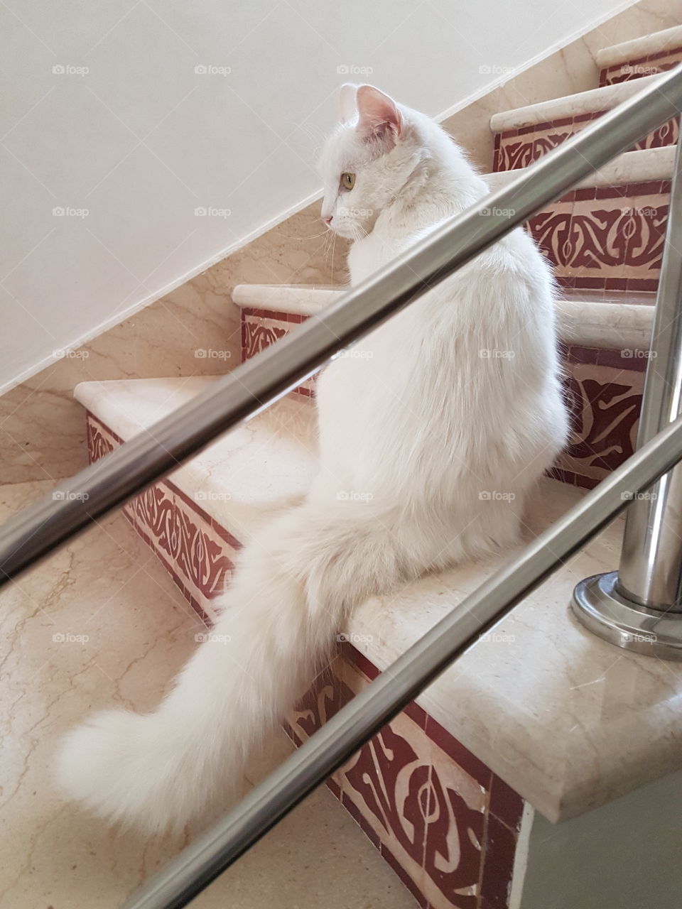 white cat step