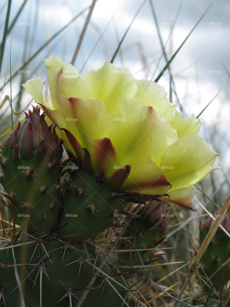 Prickly Pear Cactus