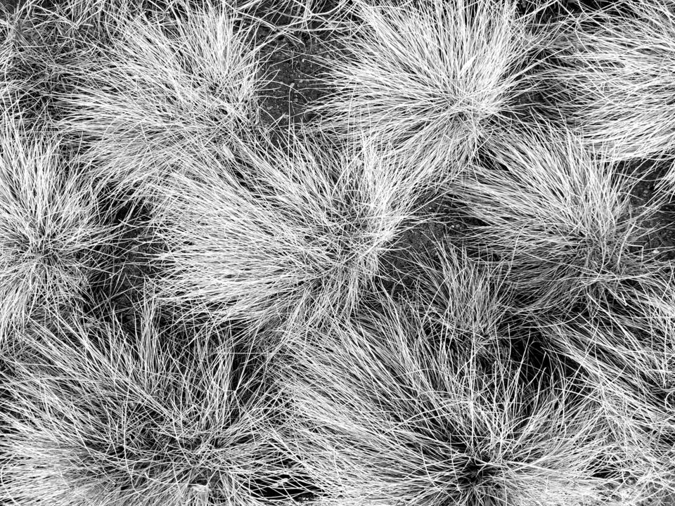 Black and white photo of closer look of the decoration grass bushes.