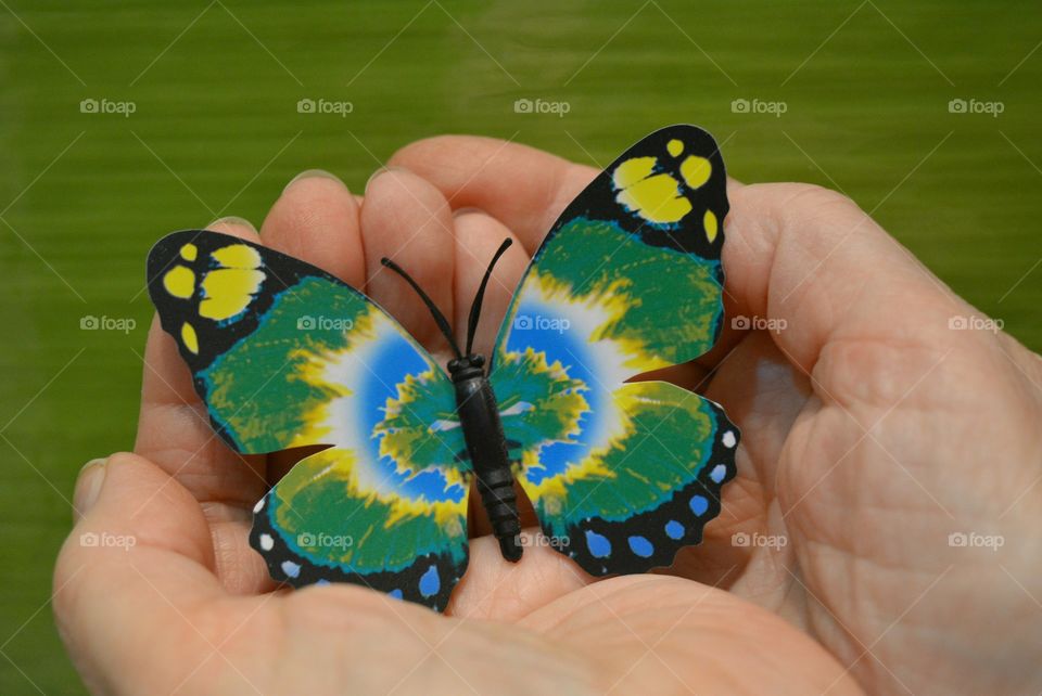 Butterfly, Nature, Insect, Summer, Outdoors