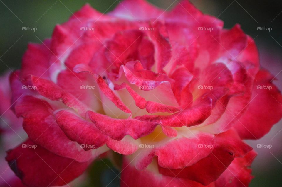 Fill the frame. 💕🎀🌹