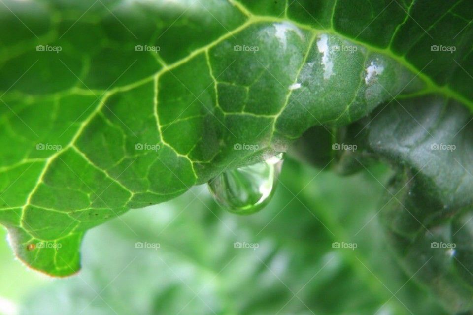 A Drop of Green