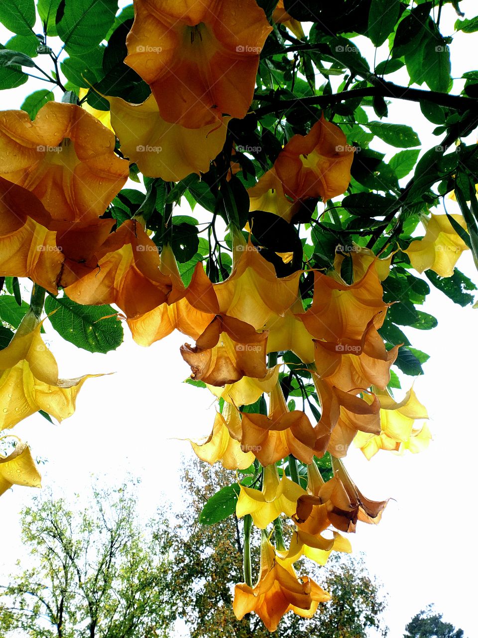 Gorgeous Trumpt Plant in Atlanta, Ga. The Yellows and Orange colors are brilliant!