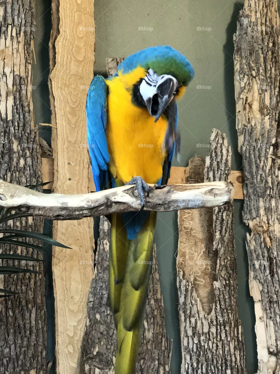 Parrot