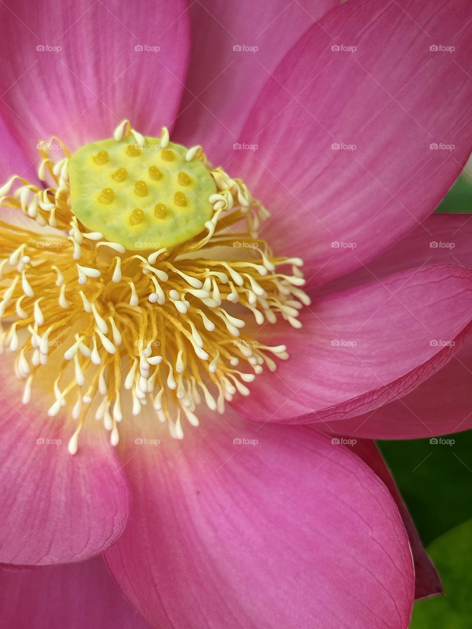 This is a close-up of a pink lotus flower with a green seed pod center surrounded by creamy stamens, set against a softly blurred background.