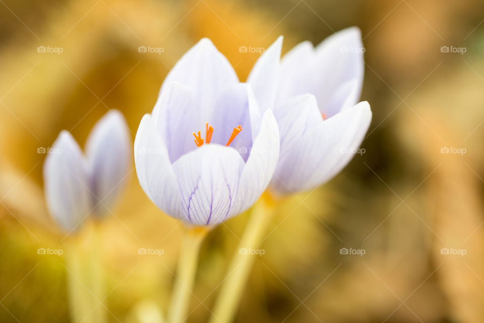 Wild Flowers Macro
