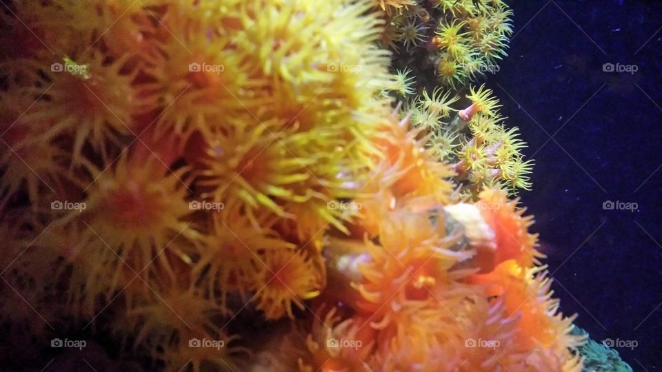 bright anemone