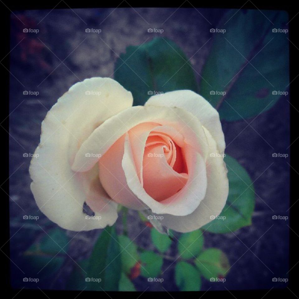 Rose in Fiaès 
