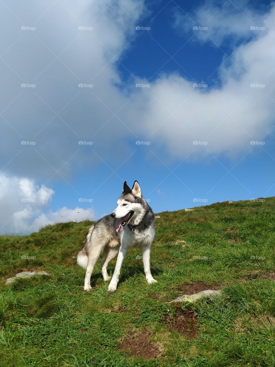 The dog on the mountain