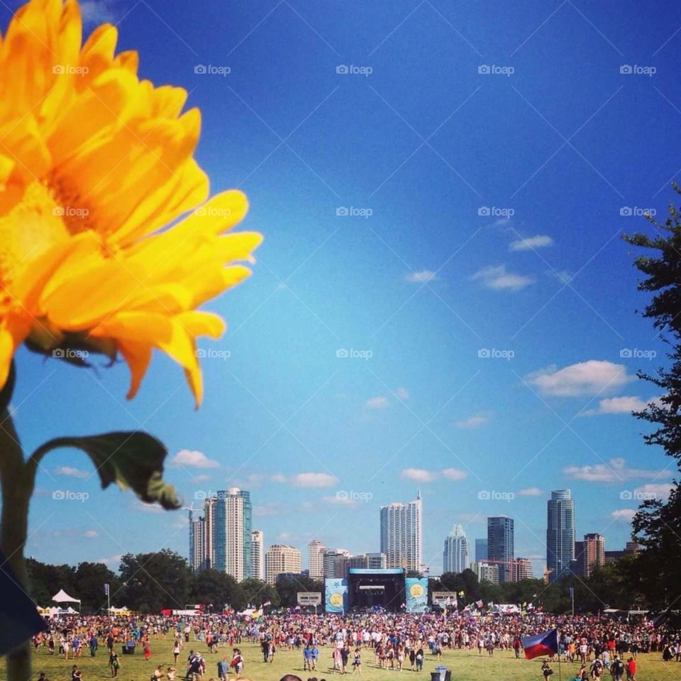 flower and city