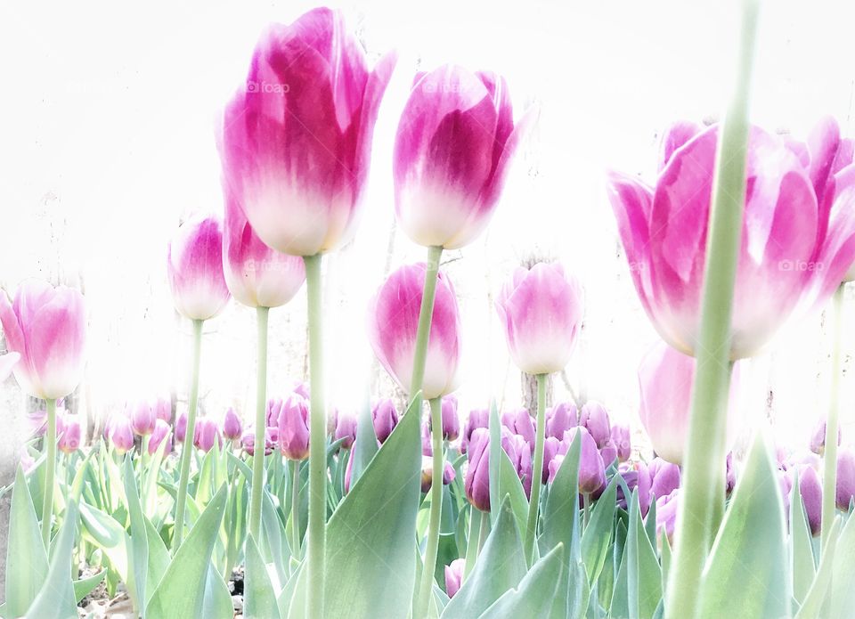 Tulips