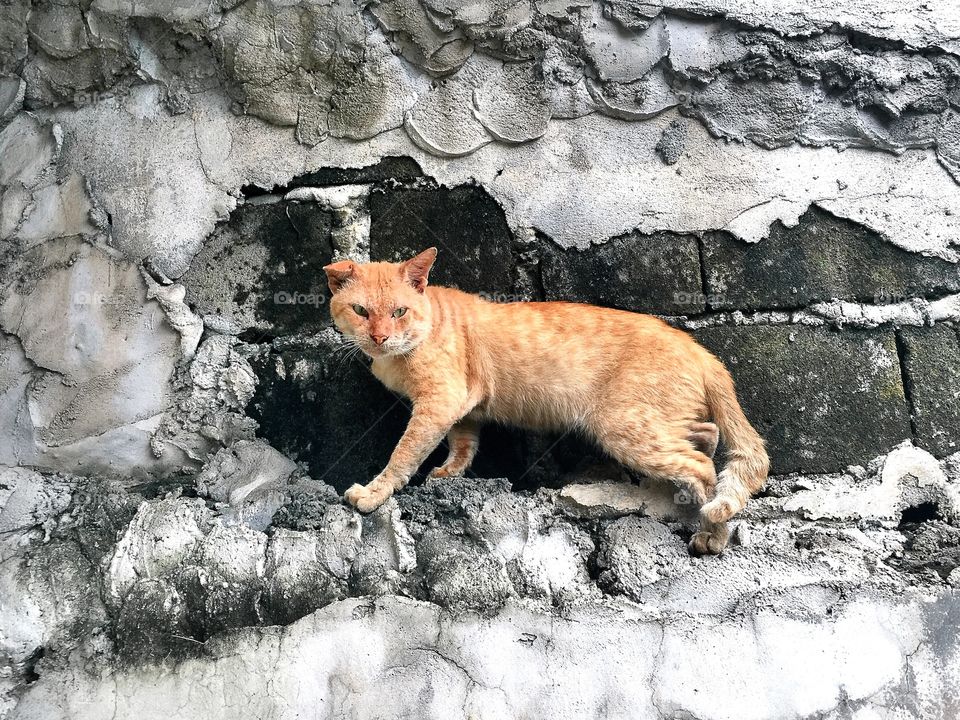 The golden cat. A cat on the wall