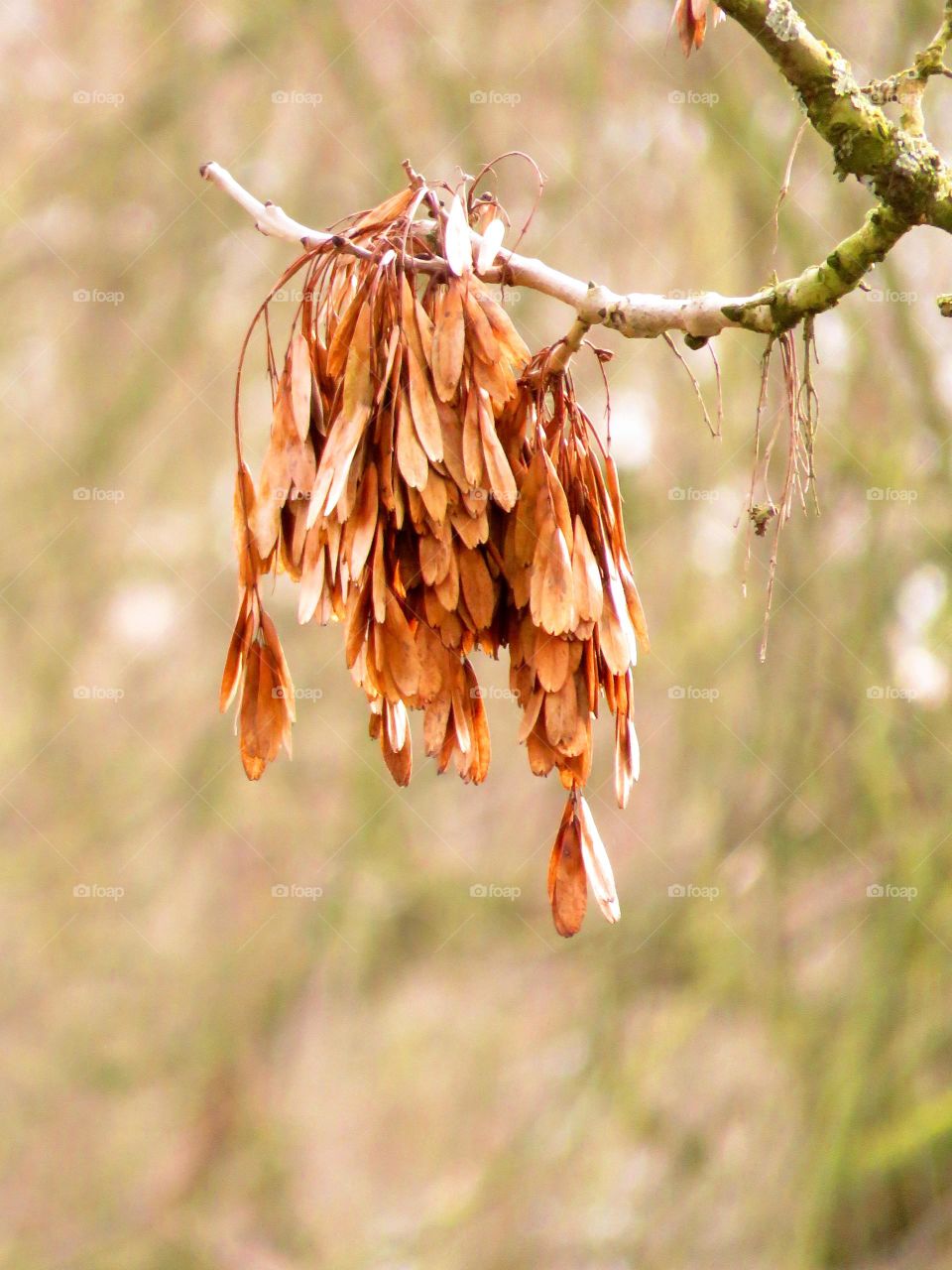 seeds