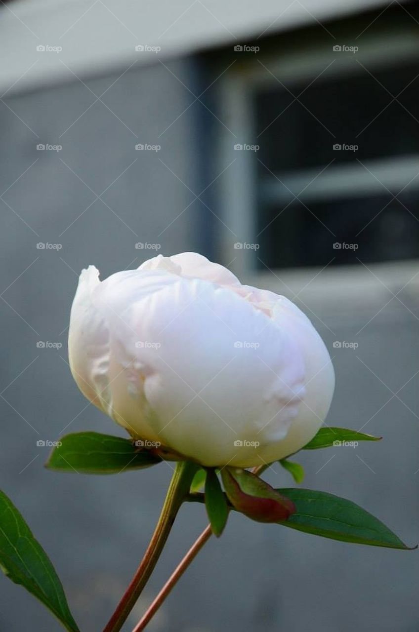 White peony