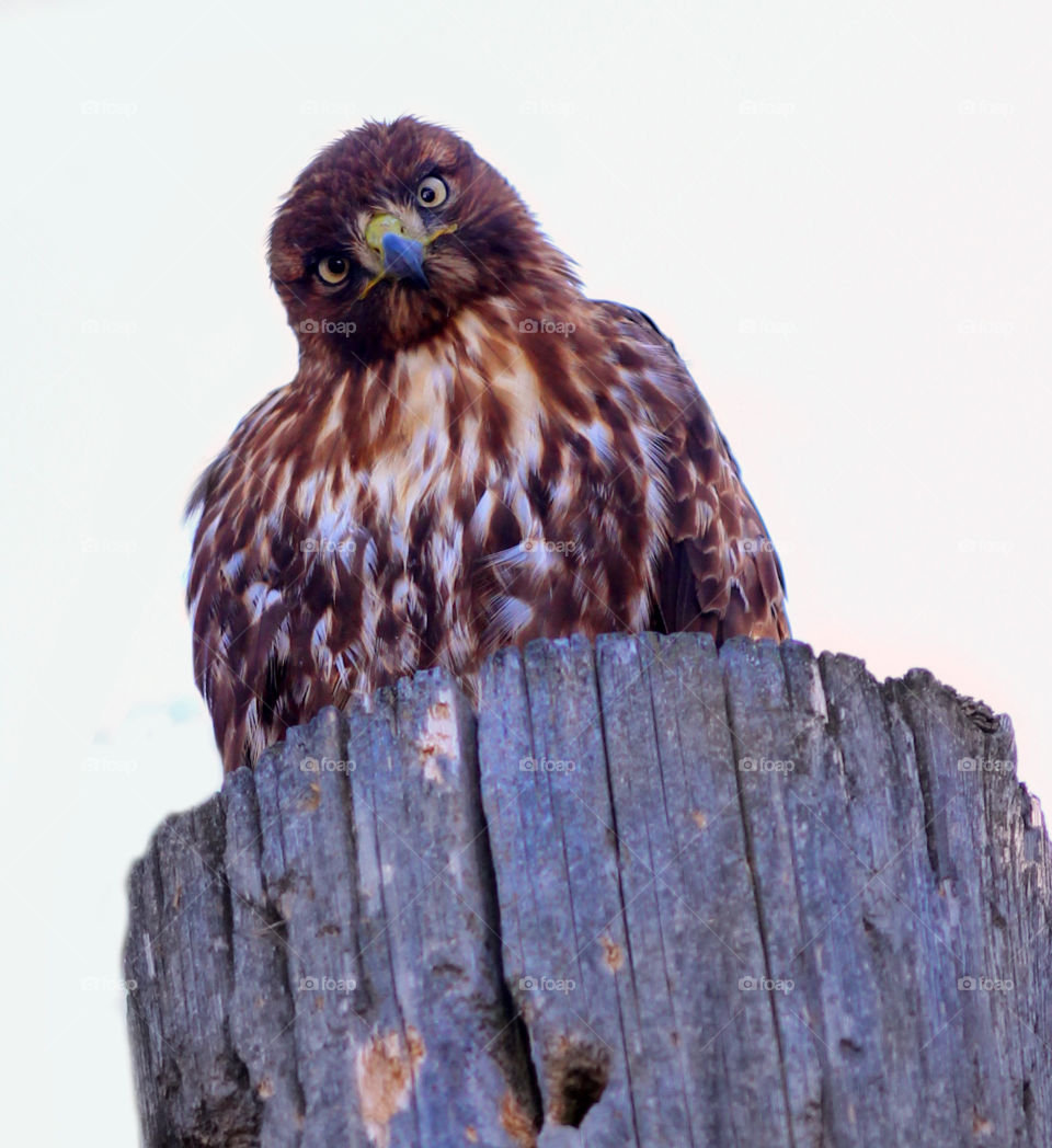 Hawk on a stump