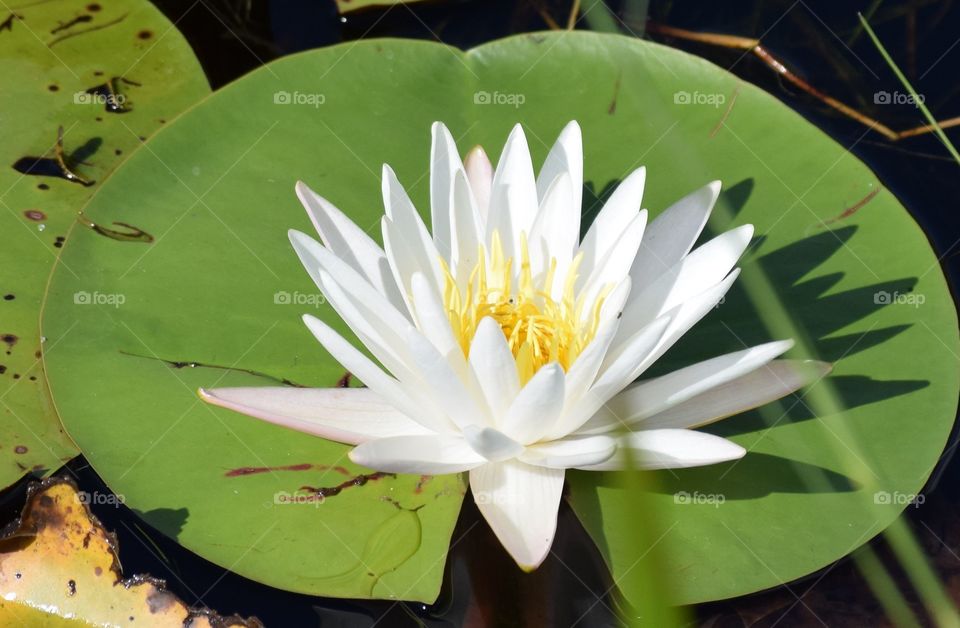Gorgeous white lily flower on the lake, with the petals making a shadow on the lily pad.