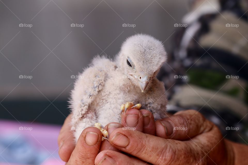 A rescued baby falcon bird of prey cupped in human hands closeup 