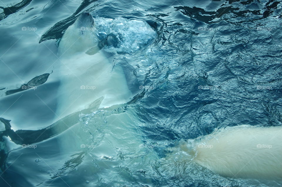 Underwater, Water, No Person, Ocean, Sea