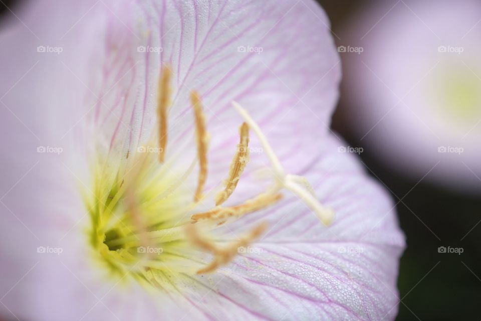 Macro buttercup wild flower