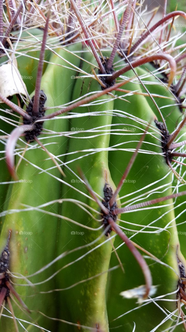 Beauty of a cactus