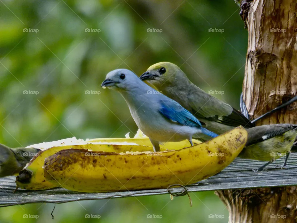 Bird