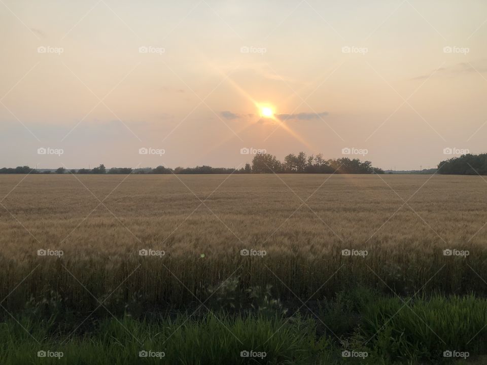 Wheat field