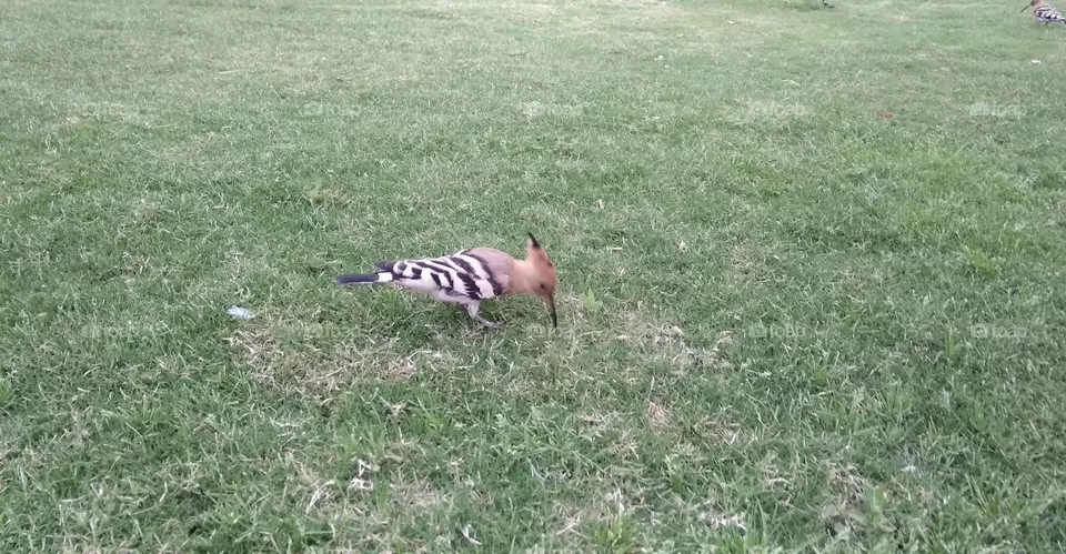 birds