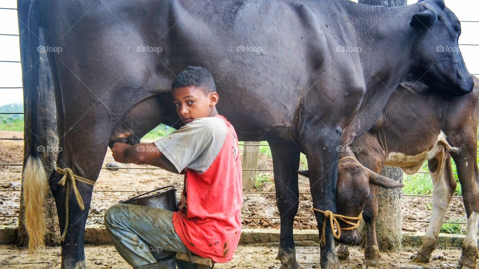 Tirando leite do bezerro - drawing Milk from The calf