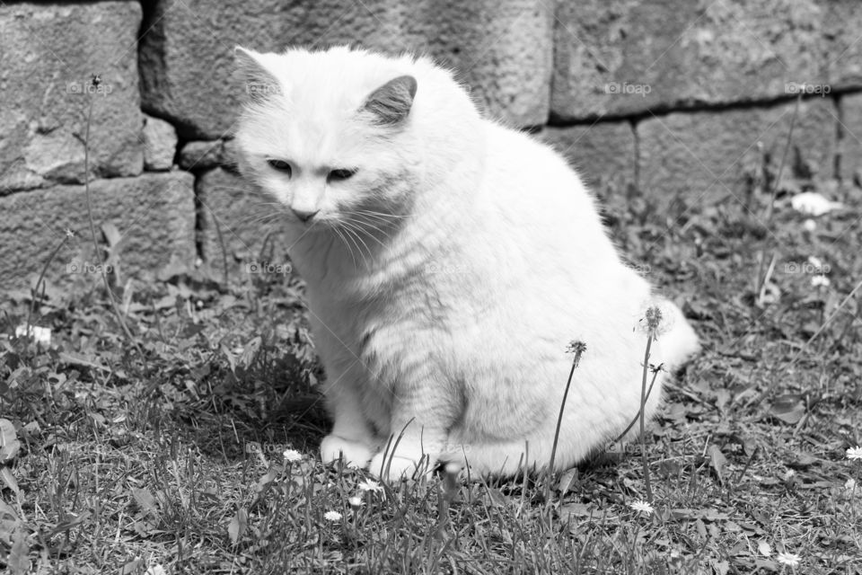 cat - black and white