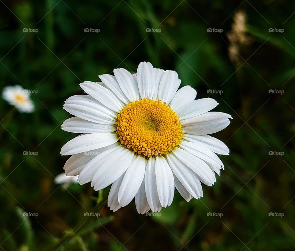 Chamomile in the meadow 🌼🌼🌼