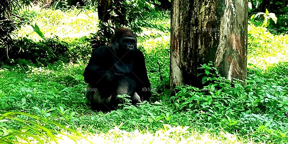 gorila