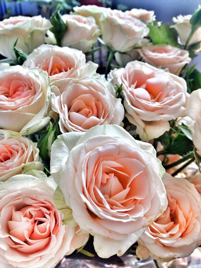 rose