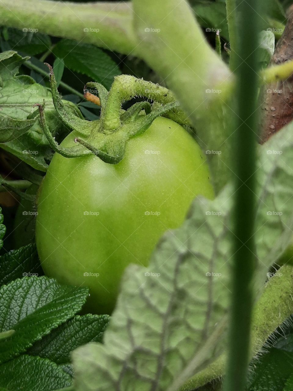 close-up  of green tomato