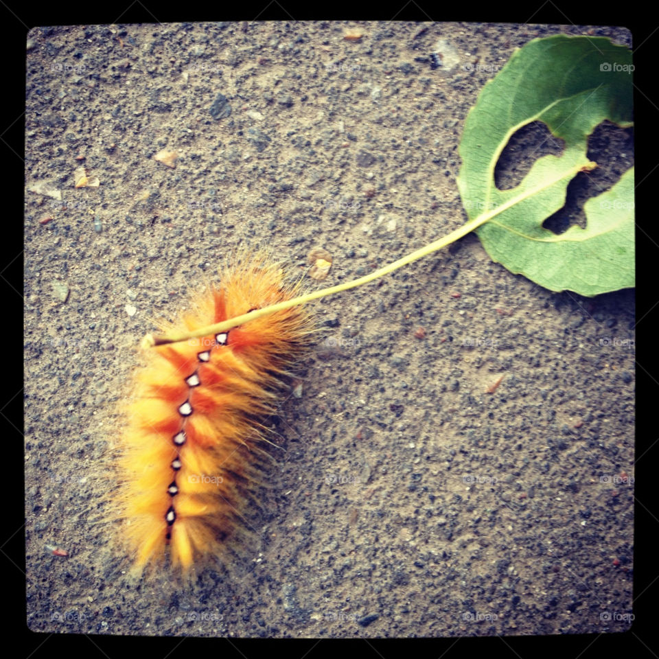 shaggy caterpillar