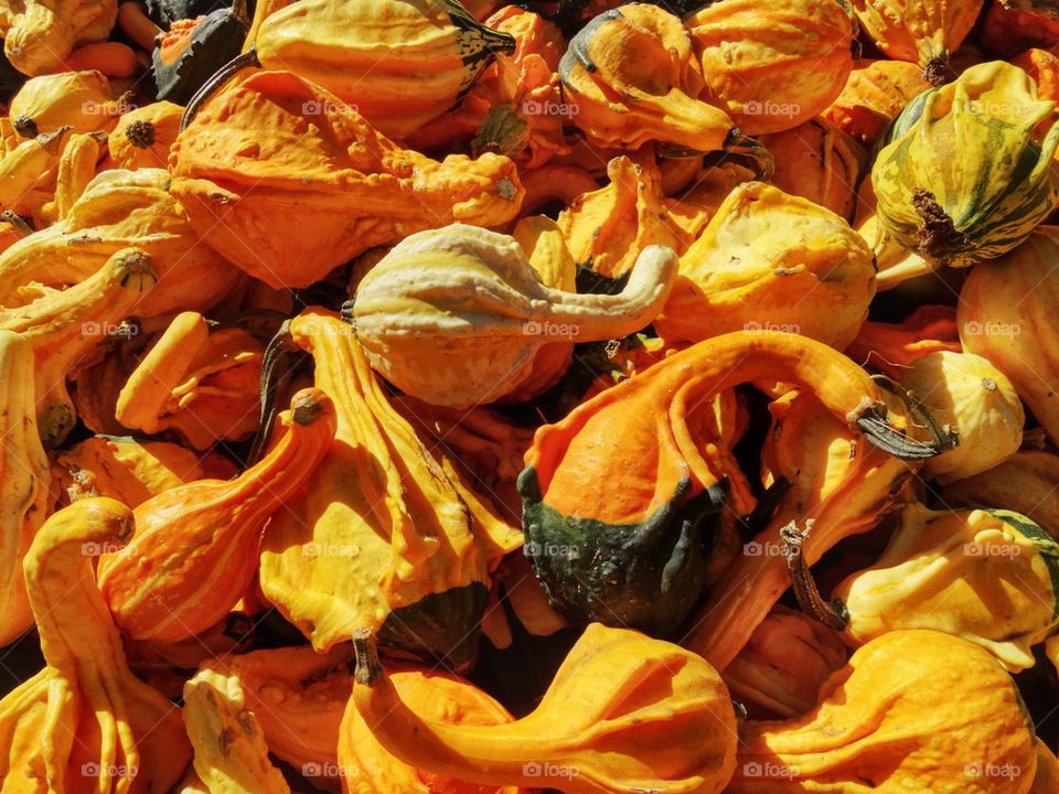 Colorful Autumn Gourds