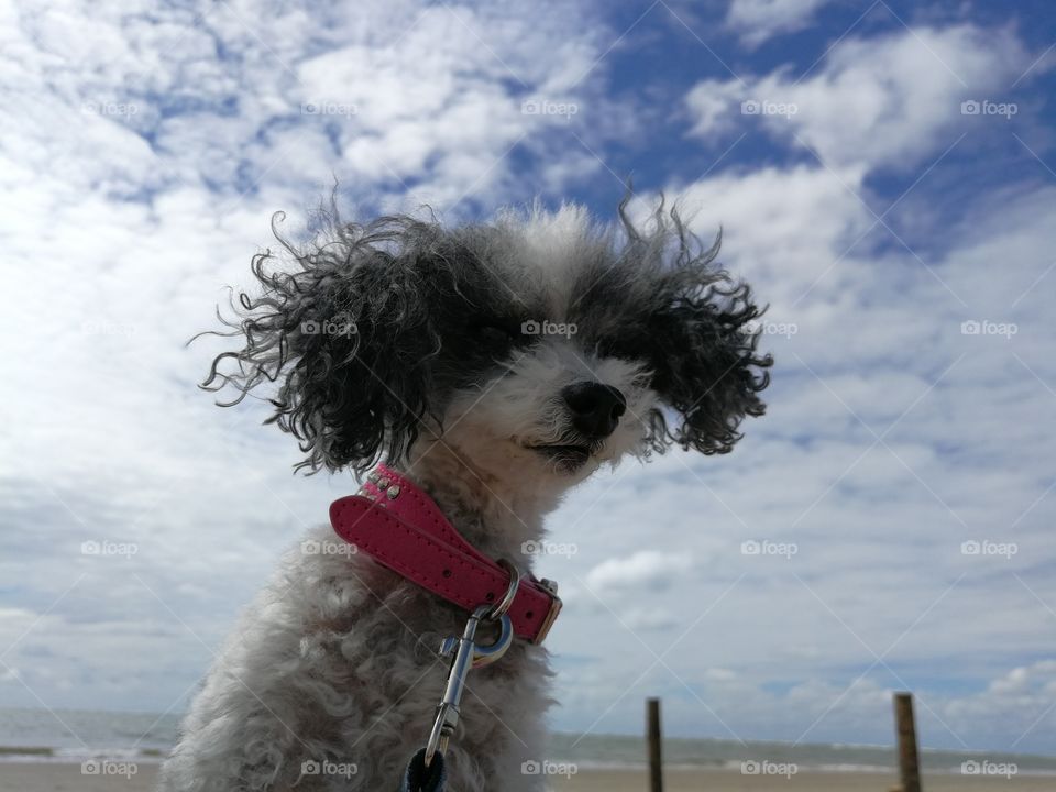 Poodle at Beach