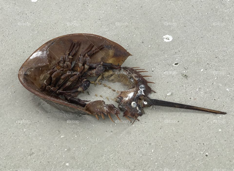Horseshoe crab