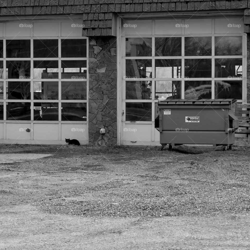 A cat stands guard at an old auto repair shop in Prineville, Oregon. 