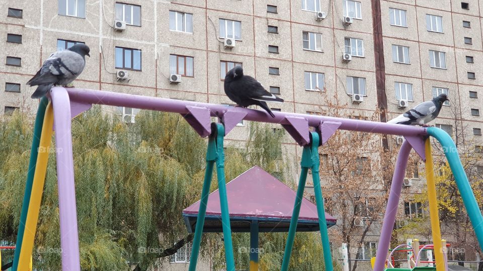 trio of pigeons sitting on a structure