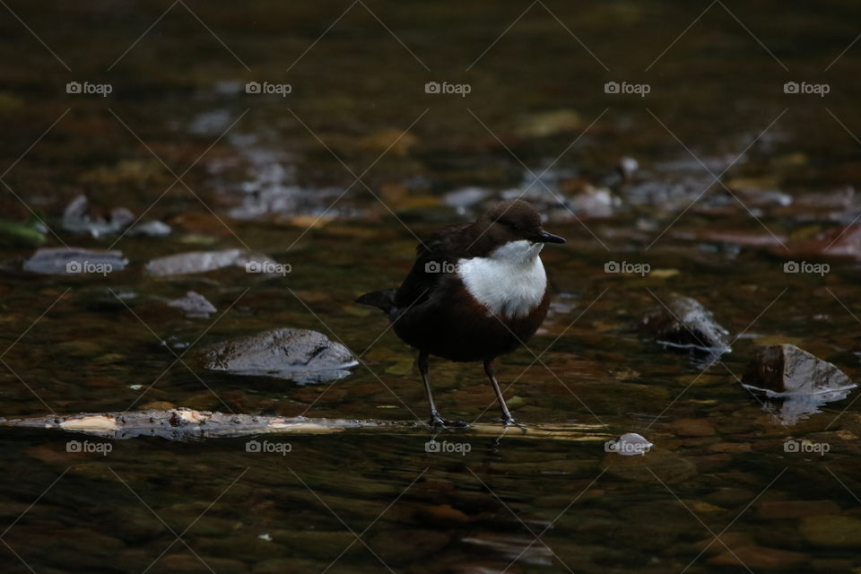 Dipper