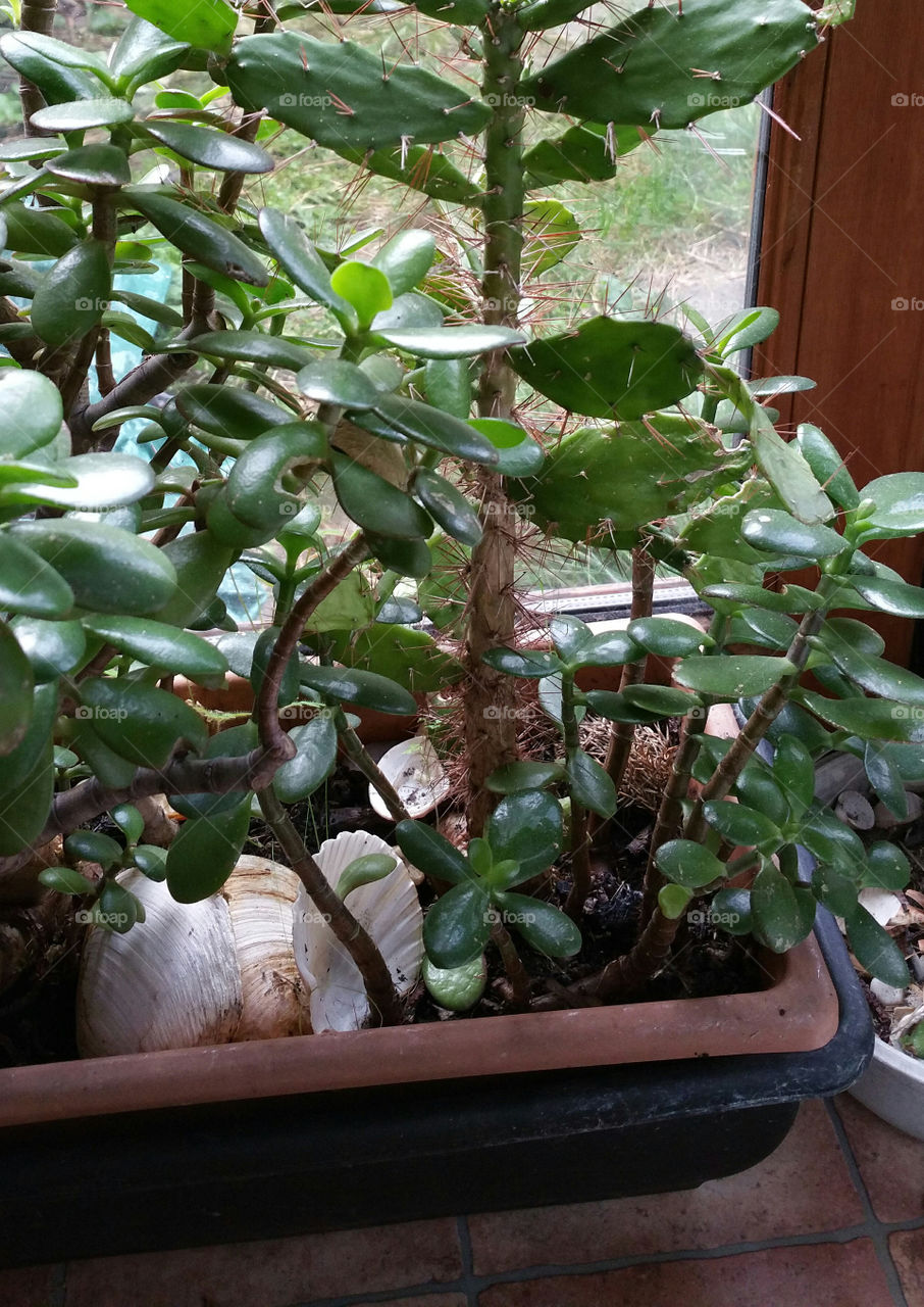 Houseplants in a big pot