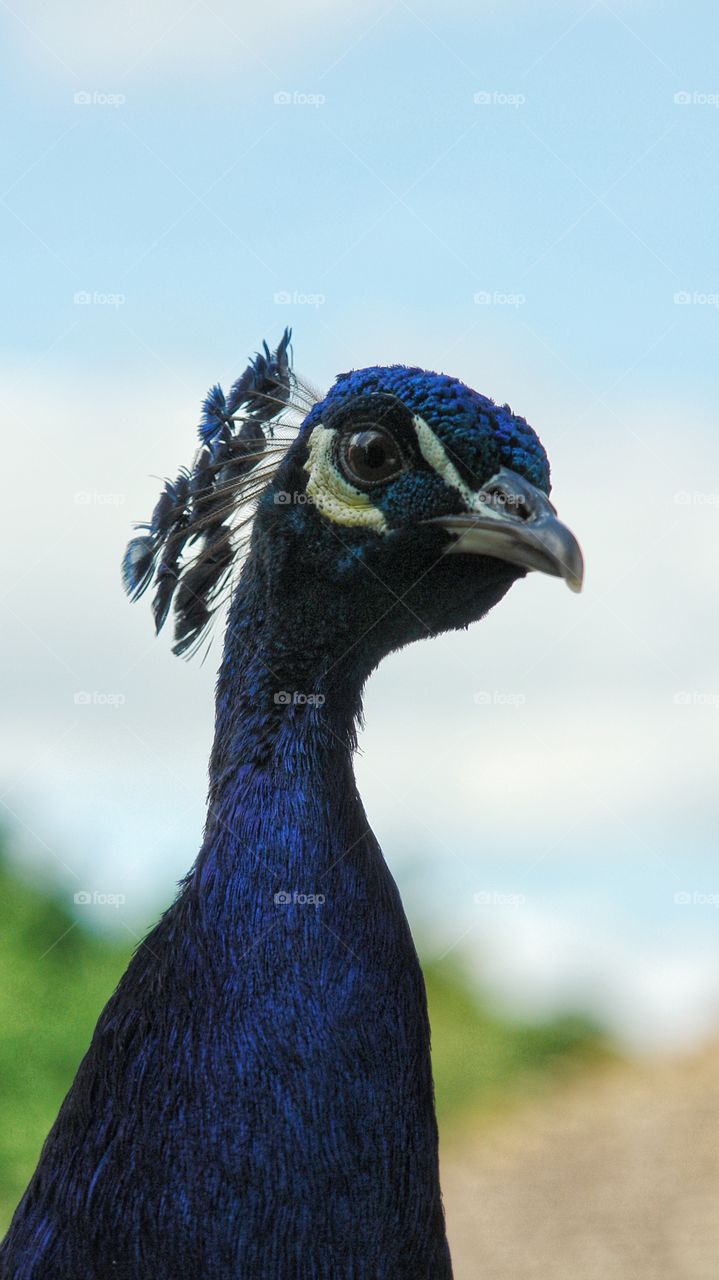 Close-up of peacock