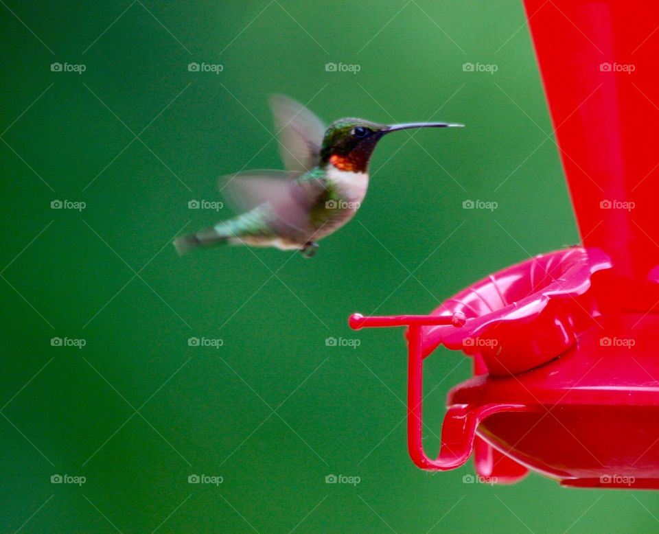 Hummer. Beautiful Ruby Throated Hummingbird