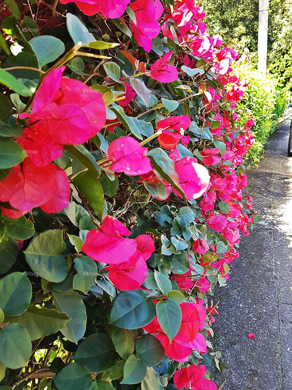 A beautiful red hedge runs along the fence boundary. Footpath and road on one side and the magical world in the botanical gardens on the other.