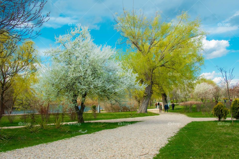 Blossoming trees