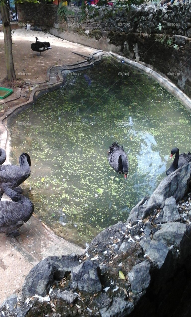 pond side ducks playing