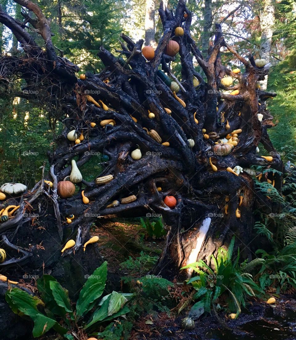 Fall Pumpkins and Gords in Old Growth Tree Roots