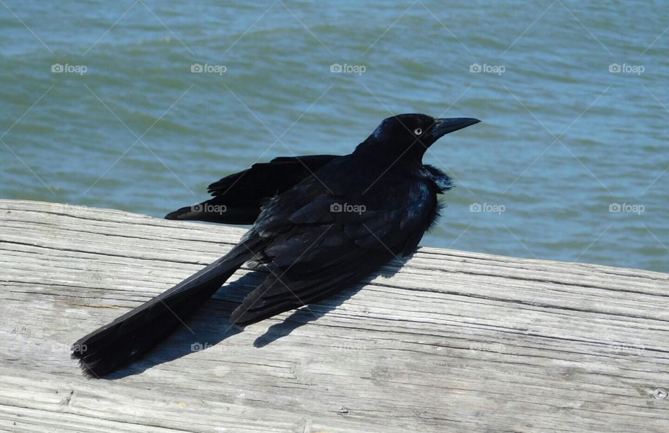 black bird, bye bye